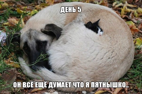 Игра Найди кота
