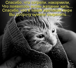 помощь бездомным котам